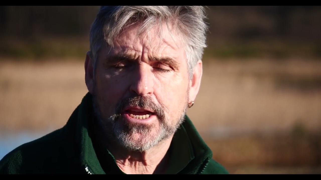 Beaver Release at Sculthorpe Moor Nature Reserve, Norfolk.
