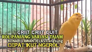 kenari gacor panjang Cuit Cuit EMOSI, Pancingan Kenari Paud Belajar Bunyi, terapi AMPUH Kenari MACET