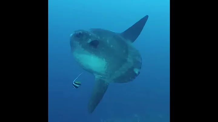 Ocean Sunfish or Mola mola captured by Heather Sut...