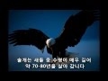 솔개의 감동 동영상