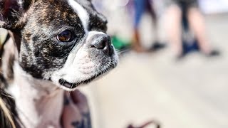 Boston Terrier Puppy Vaccination Schedule