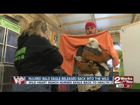 Bald eagle returned to the wild