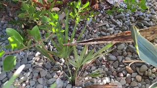 Mail Order Natives Palm Trees - Needle Palms And Silver Saw Palmettos