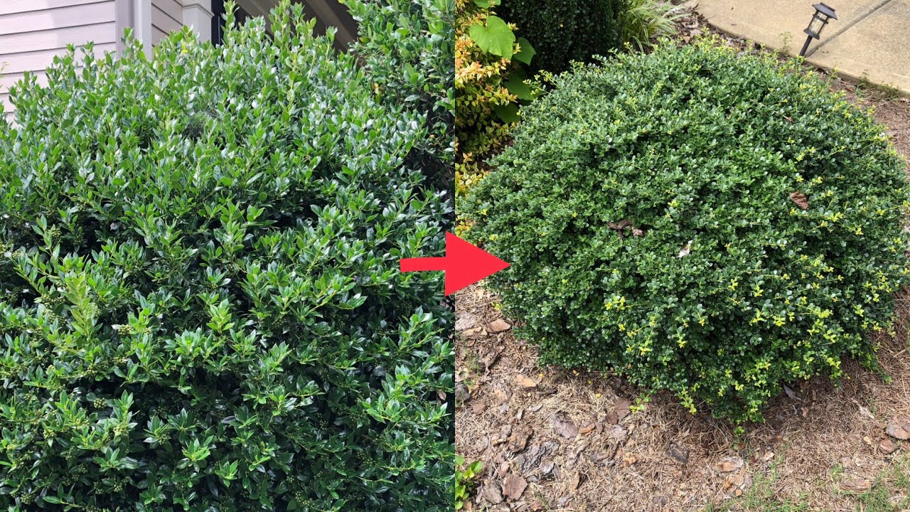 How to Trim a Bush in 1 Minute - YouTube