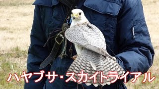フライトフェスタ2015 ハヤブサのスカイトライアル フライトフェスタ2015 ハヤブサのスカイトライアル