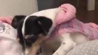 Dogs 🐶and babies👶 cute connection