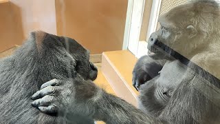 Nene comforts Ai, who is depressed because Shabani is angry with her⭐Gorilla parent and child