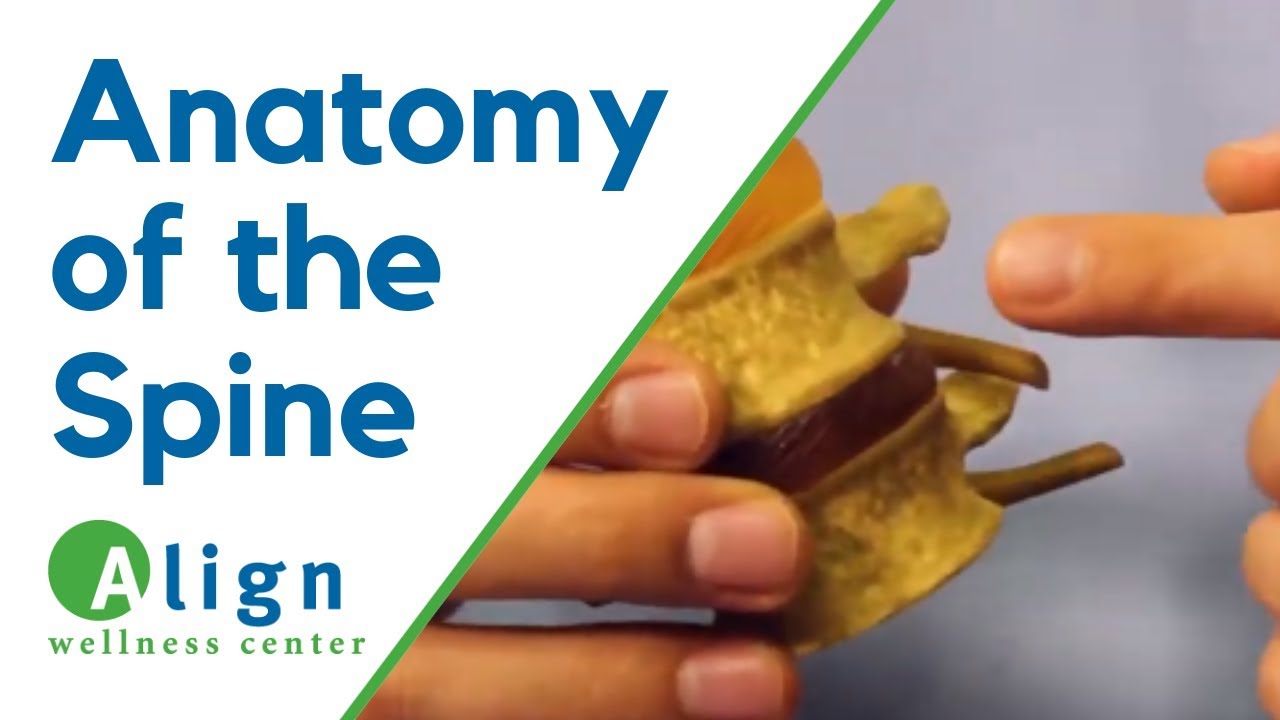 Simple Anatomy of the Spine (How it’s Like a Jelly Donut) YouTube