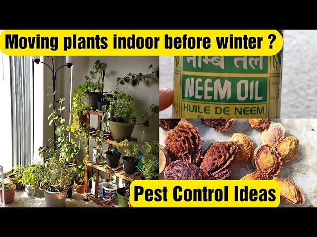 செடிகளில் பூச்சியா ?? Pest Control in Plants - Plant Insects Gnats Bugs Mites - Winter Plant Care | Food Tamil - Samayal & Vlogs