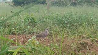 Sharing the 47M1 Copper bait again, cheaper than the entry fee. Anyone who is brave enough, call ... screenshot 5