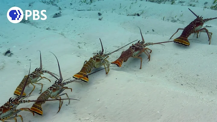 Why Are These Lobsters Doing The Conga? - DayDayNews