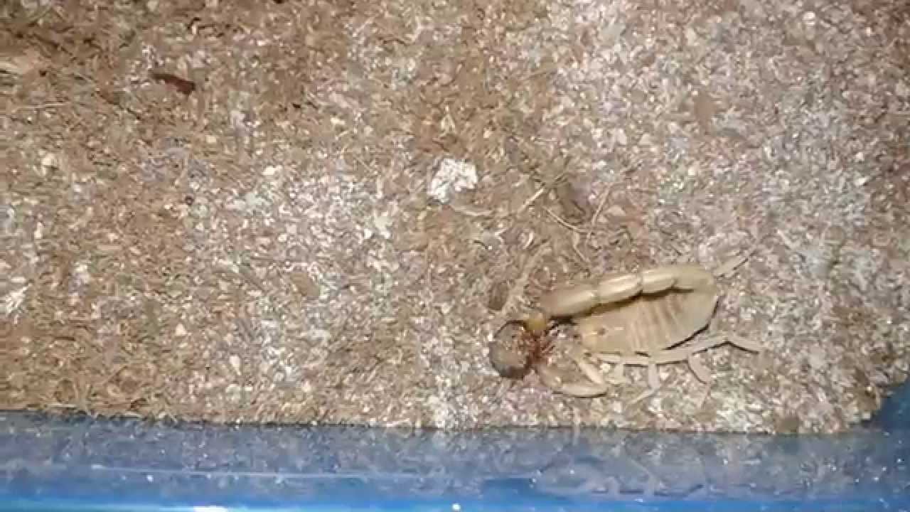 Yellow Ground Scorpion feeding Ep. 2
