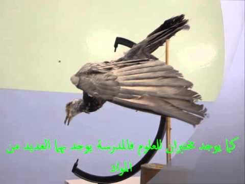 فلم وثائقي عن مدرسة الخليل بن شاذان