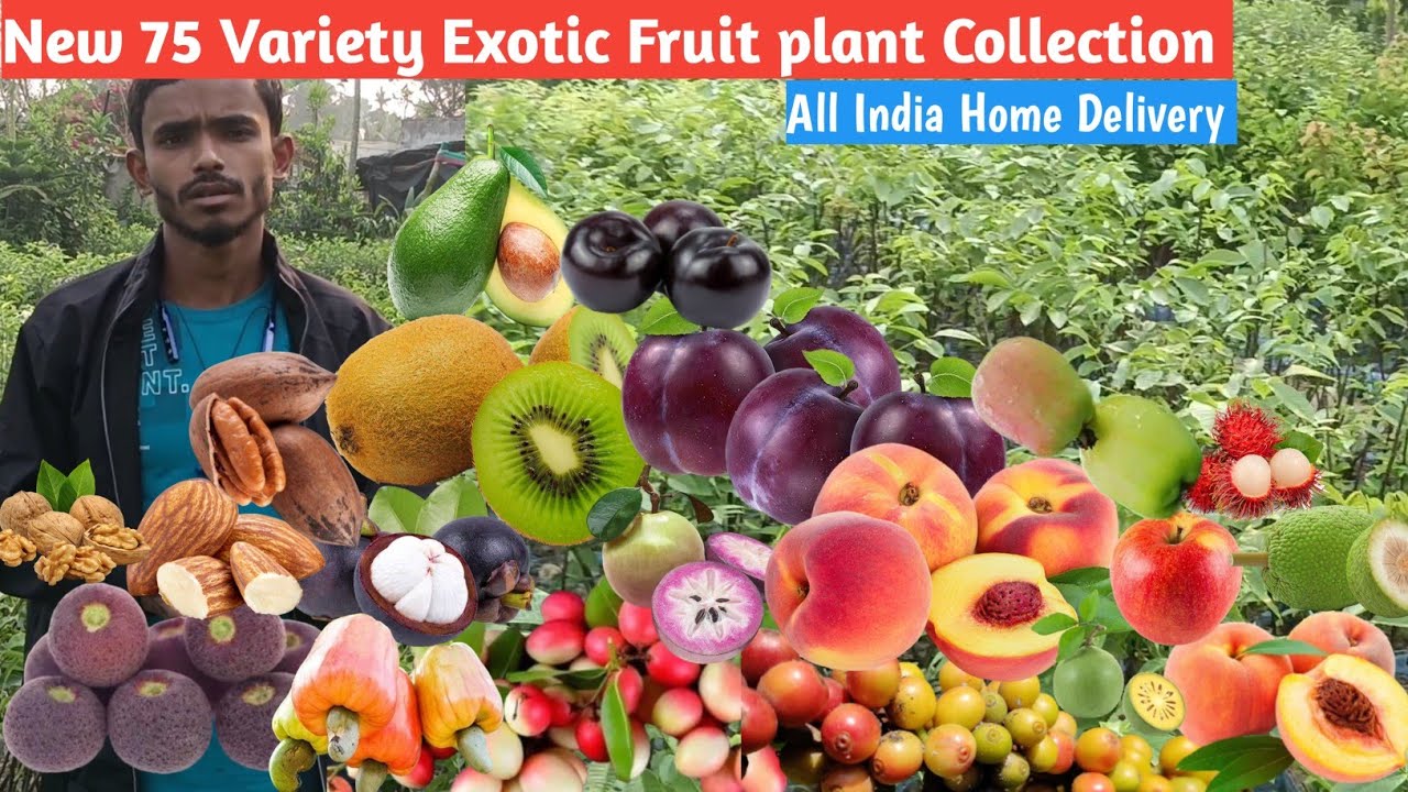75 new exotic fruit varieties in one video /75 नई फलों की