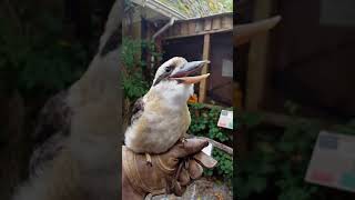 How to make a laughing kookaburra laugh!!