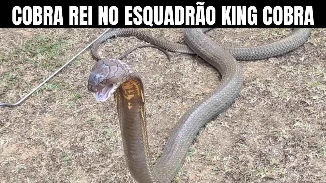 Cobra Rei no Treinamento |  @squadkingcobrachannel3920 | Biólogo Henrique o Biólogo das Cobras