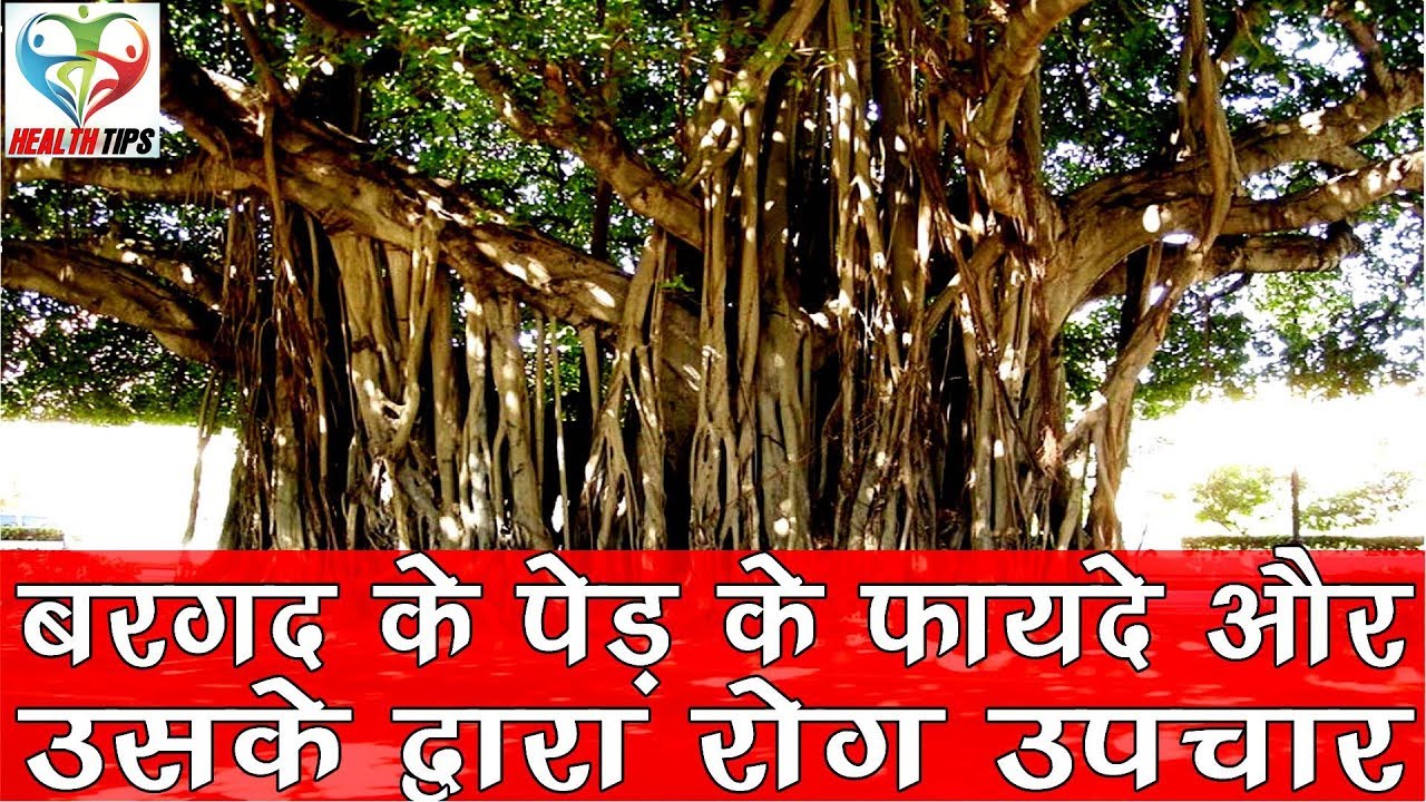 बरगद के पेड़ के फायदे और उसके द्वारा रोग उपचार I Bargad ke ped ke fayde