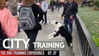 WILD! Training My Puppy in the City WAS Crazy!