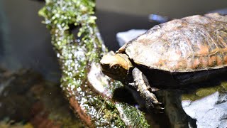 ニホンイシガメのダイブ！アクアテラリウムの岩場から水中へ #Shorts