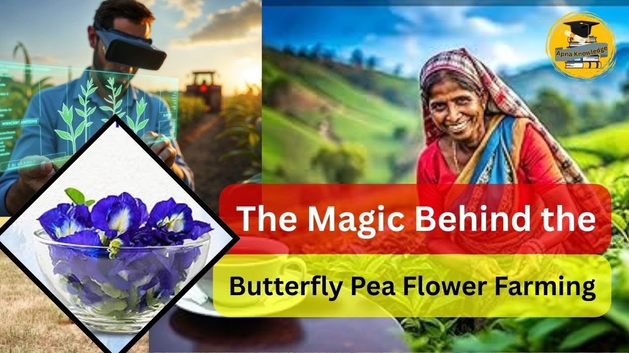 The Magic Behind the Blue - Butterfly Pea Flower Farming for Exotic Tea!