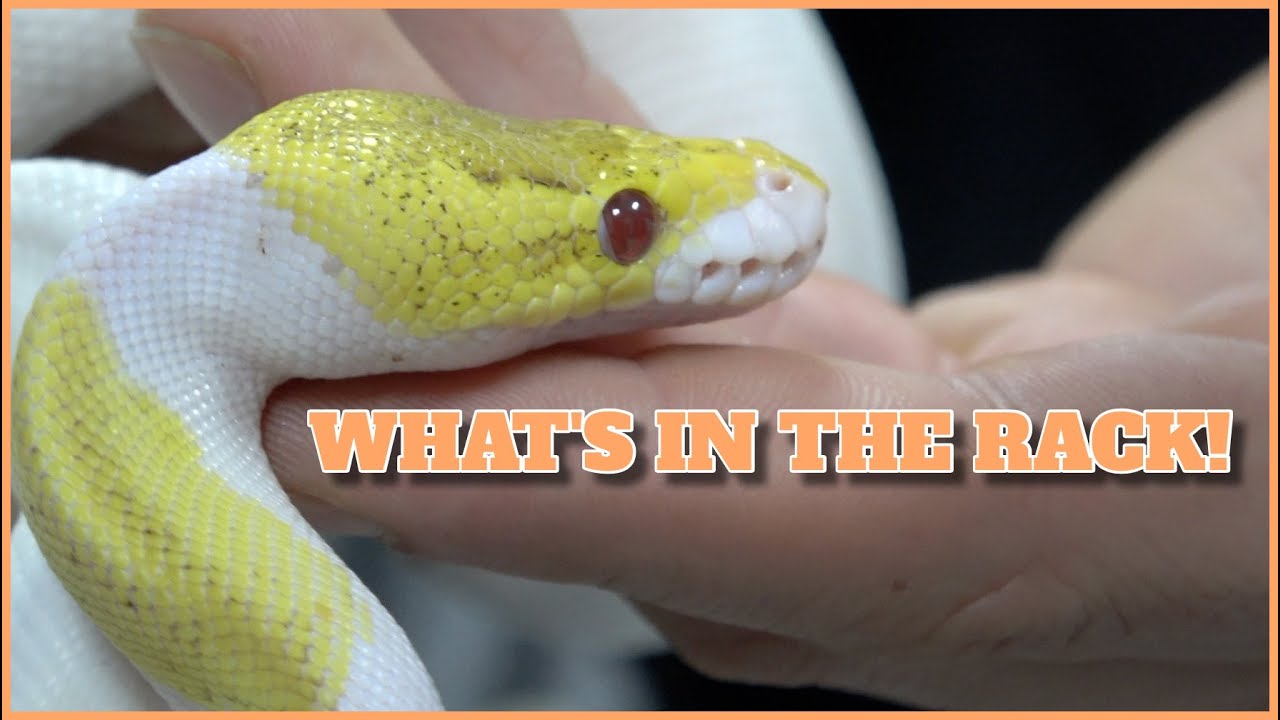 What's In The Rack! Very Unique Ball Python Combos! - YouTube