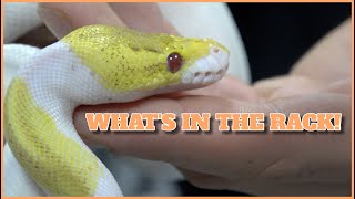 What's In The Rack! Very Unique Ball Python Combos!