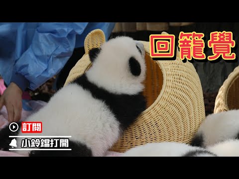 《熊貓早晚安》小糰子也要睡“回籠覺” | iPanda熊貓頻道