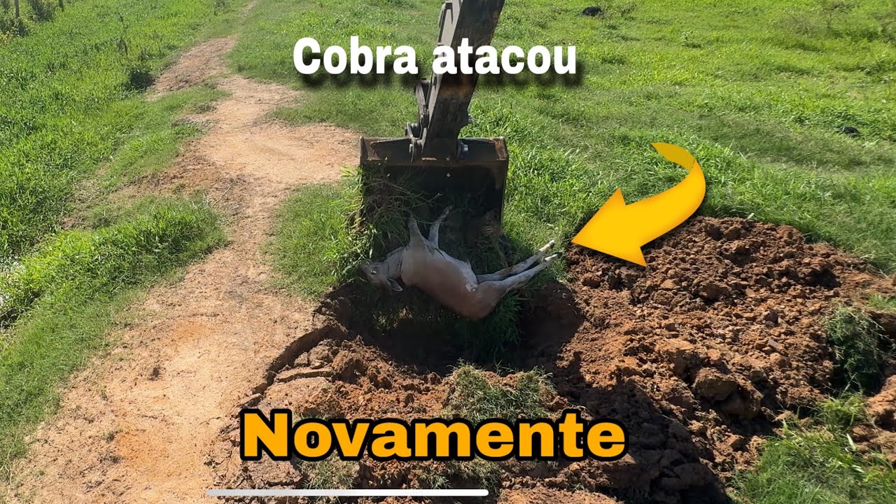 MAS UM BEZERRO VÍTIMA DA COBRA 😱⚠️