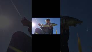 nice day fishing at dirkshoorn fish pond. #fishing #carp #perch #sturgeon #fishingpond #fishlife