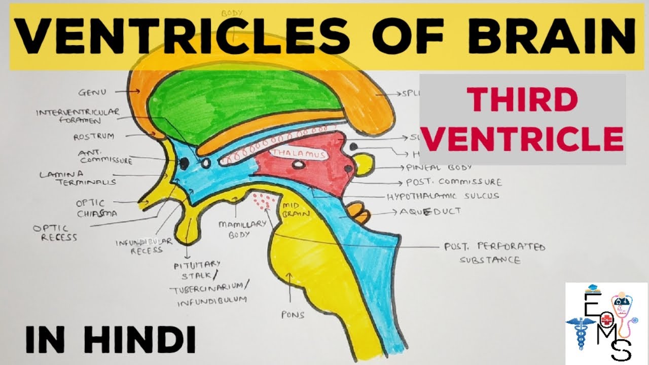 Ventricles of Brain - 1 | Third Ventricle - YouTube