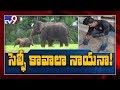 Man tries to take selfie with elephant herd landed in mud pit