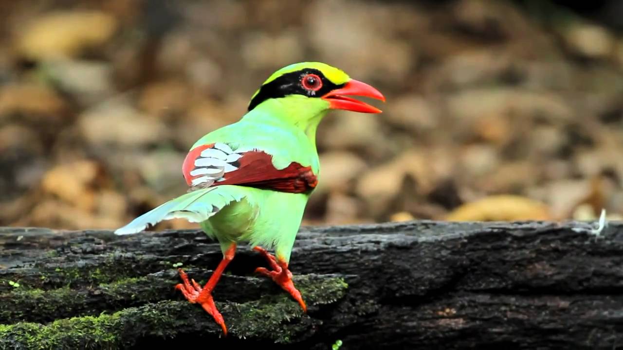 [ล่าบอส] - นกสาลิกาเขียว (Common Green Magpie) 