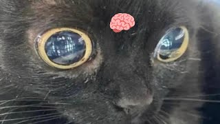 I LOVE MY BRAIN