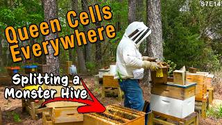 Honey Production Begins | The bees in the backyard are already capping honey. screenshot 3