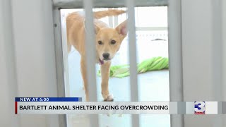 Overcrowding creates problems at Bartlett Animal Shelter