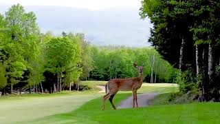 Perfect mornings at Sugarloaf Golf Club | 6.5.25