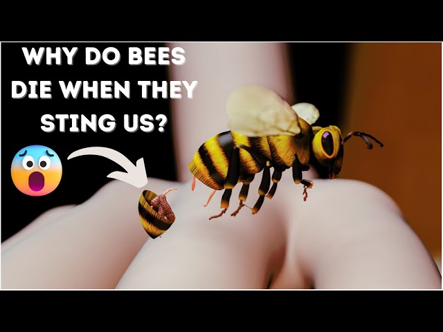 मधुमक्खी इंसान को काटते ही मर जाती है, आखिर क्यों? (3D Animation) #Shorts class=