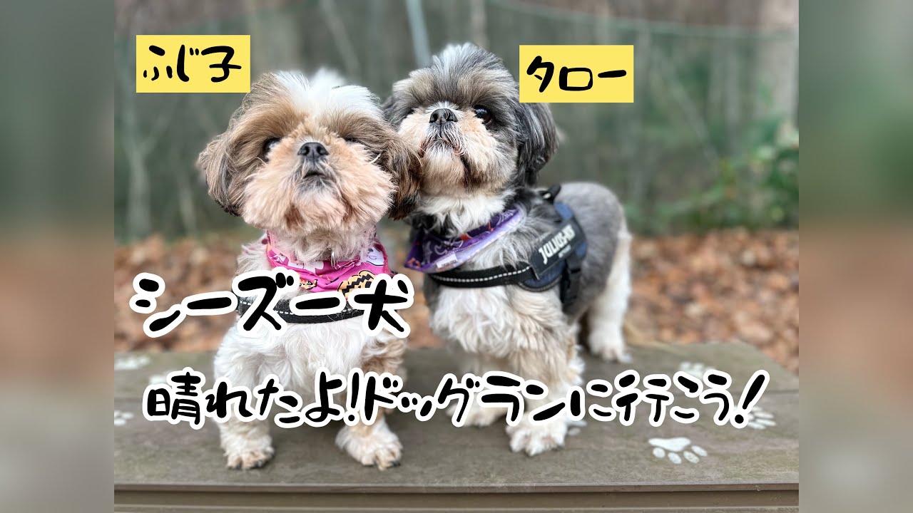 【シーズー犬】晴れたので、ドッグランに行ってきた！