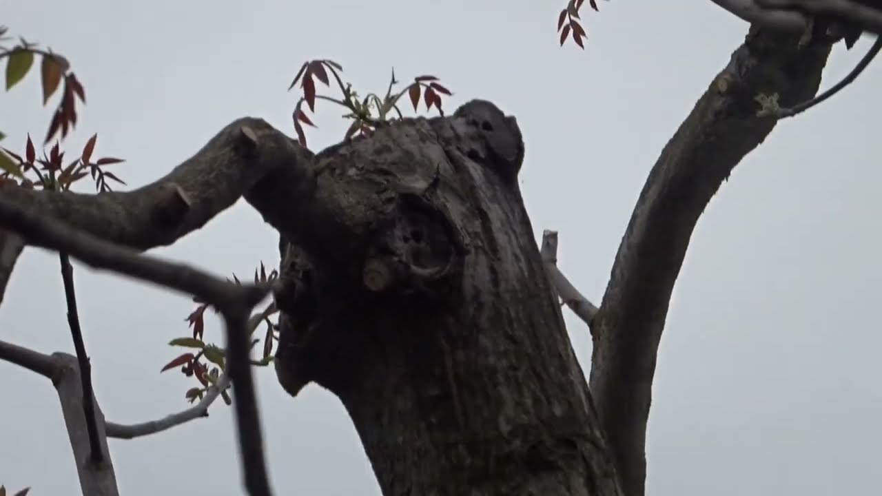 Dacă crezi că nu se fac tăieri la nuc, privește!