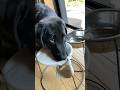 水を飲んだあと自分で口を拭く犬。