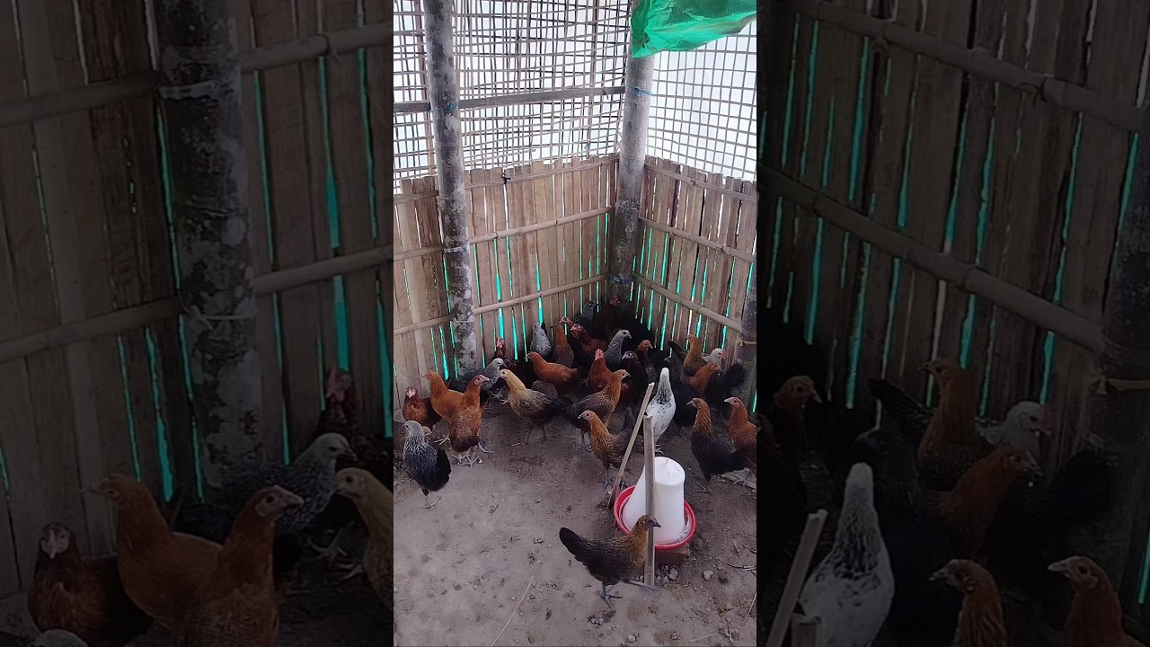 Building the Perfect Chicken Coop