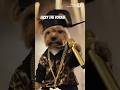 Lizzy the Yorkie | Rap Star Las Vegas Set 3 🎤🔥