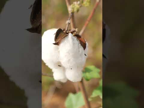 Video: Plantas usadas para hacer ropa: información sobre el cultivo de plantas para hacer ropa