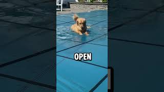My Dog wants the Pool Open!