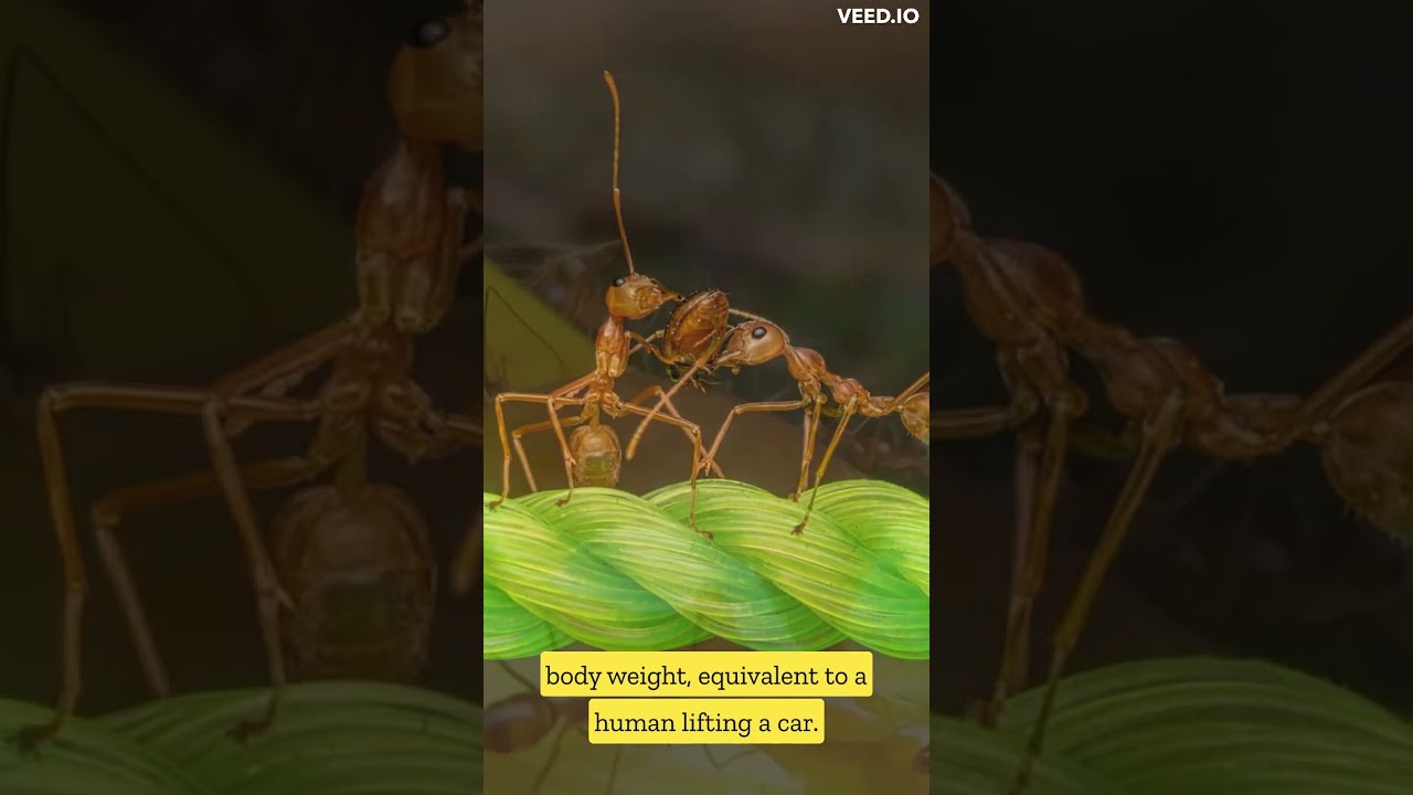 Interesting Facts of Ant