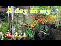 😎എന്റെ ഒരു ദിവസം😇garden works#gardeningvideos #krishnaaarun #petunia