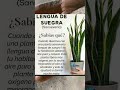 Planta Lengua De Suegra Y Su Beneficios Para La Salud #shorts
