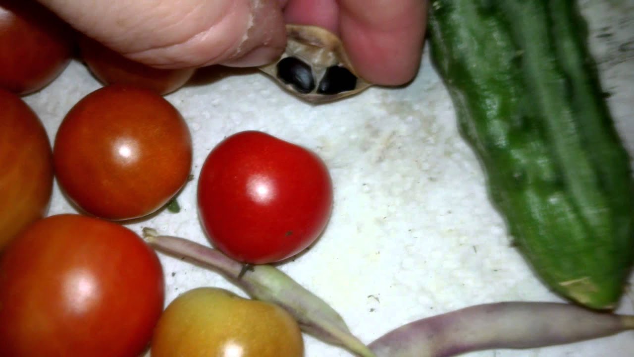 Our Garden Harvest 07/20/15 - 07/26/15 - YouTube
