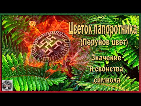 Цветок папоротника(Перунов цвет) значение и свойства символа