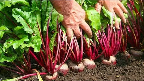 Como plantar cenoura direto no canteiro?